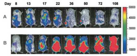 CGT产品药代漫衍研究